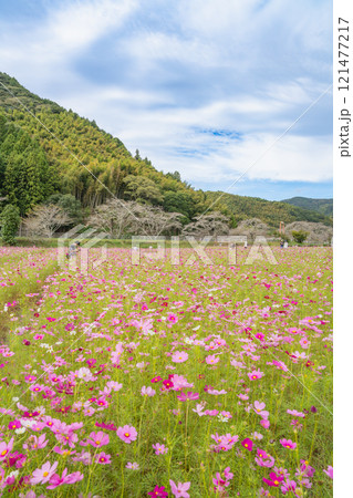 藤枝市の殿コスモス畑のピンクと赤いコスモスの風景(静岡県) 121477217