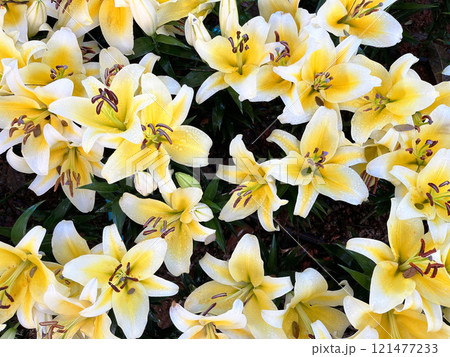 blooming yellow and white lilies with dewdrops on their petals, showcasing the natural beauty and freshness of these elegant flowers, nature, gardening, and floral aesthetics 121477233