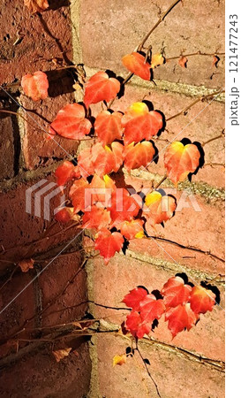 蔦の紅葉 121477243