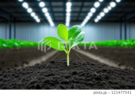 Leaf Unfolding from Pot in Controlled Indoor Growing Environment Leaf Unfolding from Pot in Controlled Indoor Growing Environment 121477541