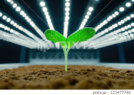 Hydroponic System Close-up with Plant Sprout Emerging Hydroponic System Close-up with Plant Sprout Emerging 121477740