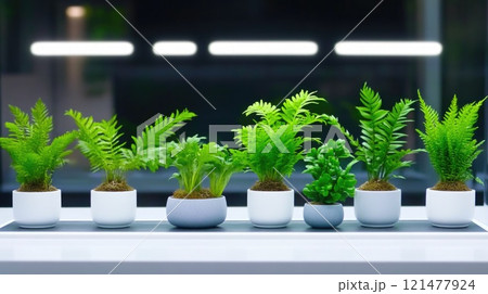 Assorted small potted plants under bright fluorescent lighting Assorted small potted plants under bright fluorescent lighting 121477924