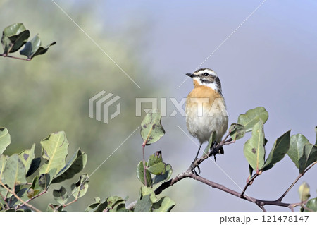 Whinchat - Saxicola rubetra, Greece Whinchat - Saxicola rubetra, Greece 121478147