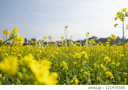 Rapeseed field in the countryside. Yellow flowers 121478380