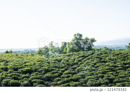 Tea Plantation at jaflong Bangladesh Tea Plantation at jaflong Bangladesh 121478382