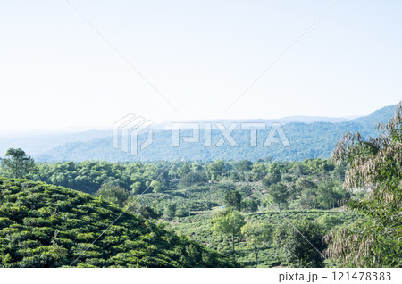 Tea plantation at jaflong Bangladesh Tea plantation at jaflong Bangladesh 121478383
