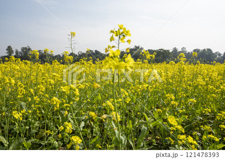 Beautiful yellow flowers in the countryside 121478393