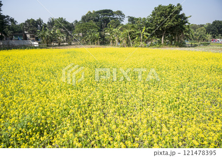 Field of yellow flowers Field of yellow flowers 121478395