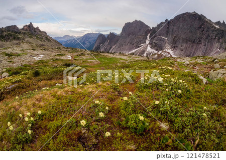 Wildflower season in Ergaki National Park. 121478521