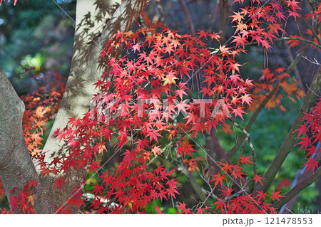 赤い色のモミジの紅葉(冬、十二月)(茅ヶ崎市 松籟庵) 赤い色のモミジの紅葉(冬、十二月)(茅ヶ崎市 松籟庵) 121478553
