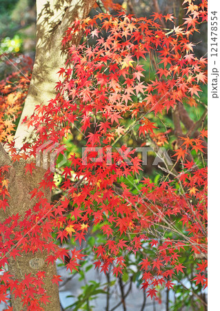 赤い色のモミジの紅葉(冬、十二月)(茅ヶ崎市 松籟庵) 赤い色のモミジの紅葉(冬、十二月)(茅ヶ崎市 松籟庵) 121478554