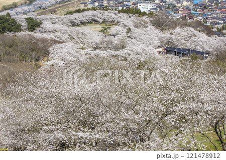 春の船岡城址公園で咲く桜 cherry blossoms at Funaoka Castle 121478912