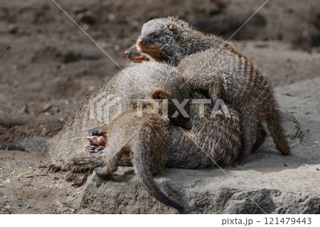 Banded Mongoose, group with baby, Mungos mungo 121479443