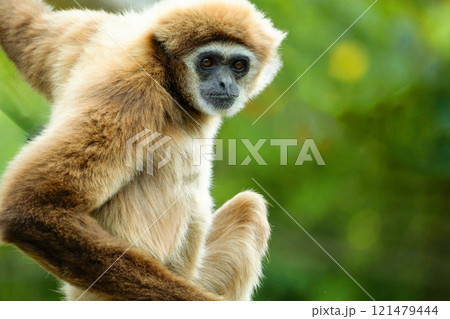 lar gibbon white-handed gibbon, an endangered primate in the gibbon family lar gibbon white-handed gibbon, an endangered primate in the gibbon family 121479444