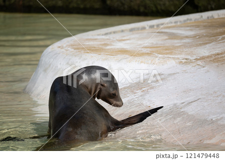 fur seal on the shore, selective focus 121479448
