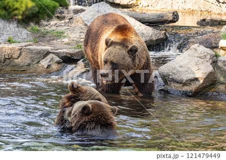 Wild brown bear ursus arctos Wild brown bear ursus arctos 121479449