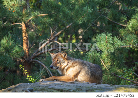 adult gray European wolf in natural environment, resting under tree adult gray European wolf in natural environment, resting under tree 121479452