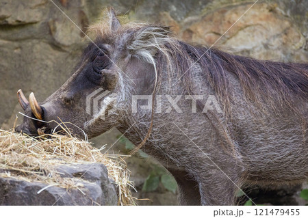 common warthog, standing very near by 121479455