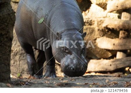 Pygmy hippopotamus Choeropsis liberiensis 121479456