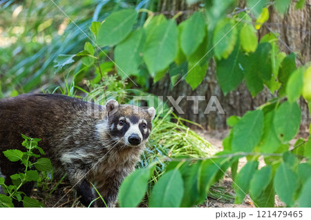 South American Coati, or Ring-tailed Coati Nasua nasua 121479465