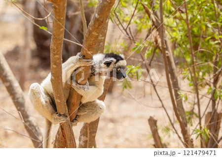 Sifaka lemur Propithecus verreauxi Madagascar nature Sifaka lemur Propithecus verreauxi Madagascar nature 121479471