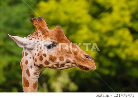 Giraffe in selective focus on green natural background Giraffe in selective focus on green natural background 121479473