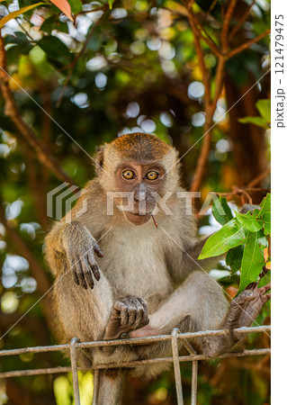 young baby crabeater macaque in selective focus.in natural habitat 121479475