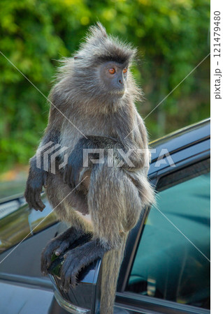 Closeup portrait of Tufted gray langur Semnopithecus priam Closeup portrait of Tufted gray langur Semnopithecus priam 121479480
