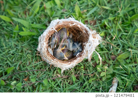 small bird's nest with yellow-throated chicks 121479481