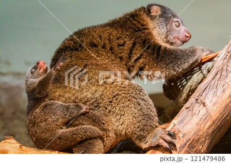 cute wild bear cuscus aulirops ursinus arboreal . small cute rare endemic animal cute wild bear cuscus aulirops ursinus arboreal . small cute rare endemic animal 121479486
