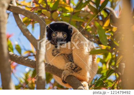 Endangered Coquerel Sifaka Lemur Propithecus coquereli Madagascar Endangered Coquerel Sifaka Lemur Propithecus coquereli Madagascar 121479492
