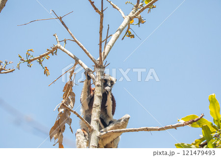 Endangered Coquerel Sifaka Lemur Propithecus coquereli Madagascar 121479493