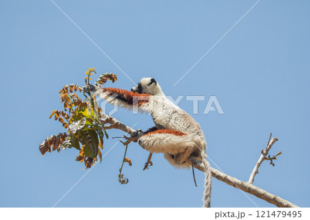 Endangered Coquerel Sifaka Lemur Propithecus coquereli Madagascar Endangered Coquerel Sifaka Lemur Propithecus coquereli Madagascar 121479495