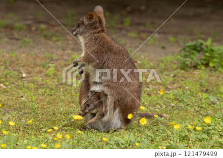 Bennett's wallaby Macropus or Notamacropus rufogriseus 121479499