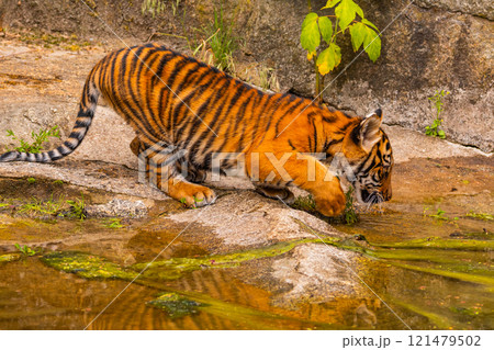 Sumatran tiger family with two little cubs 121479502