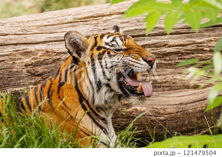 Sumatran tiger family with two little cubs Sumatran tiger family with two little cubs 121479504