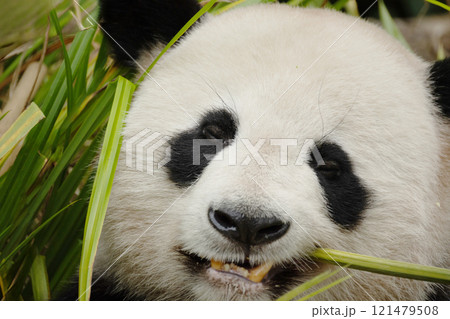giant black and white panda is eating bamboo. Large animal closeup 121479508
