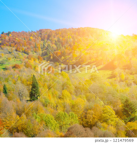 Colorful autumn landscape in the forest and bright Sunrise. Carpathian Ukraine. 121479569