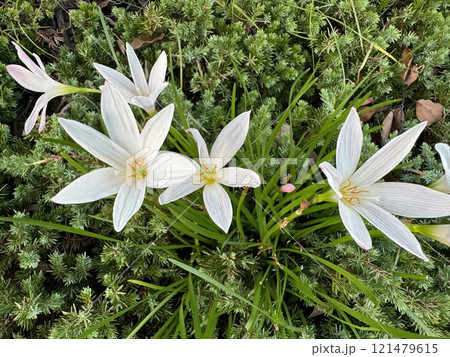 白いタマスダレの花 白いタマスダレの花 121479615