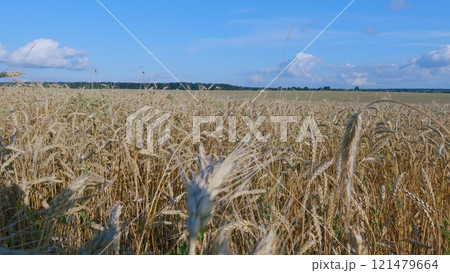 Harvest Festival. Agricultural Crop Development. Golden Barley Grain Ears. Large Grain A Harvest Of Cereal Ripe For Harvest In Summer. 121479664
