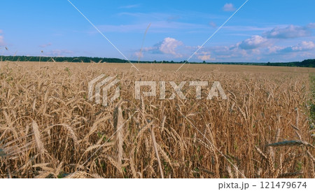 Ripe Wheat Ears Swaying In Wind In Agricultural Field. Showcasing Beauty And Tranquility Of Natural Landscape. Golden Wheat Field Over Blue Sky At Summer Day. 121479674