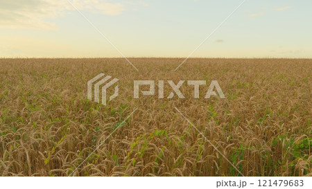 Production Organic Eco Bio. Growing Ripe Wheat In Agricultural Field At Summer Day. Ripe Wheat Summer Background. Ripe Ears Of Wheat Waving Swaying In Wind. 121479683
