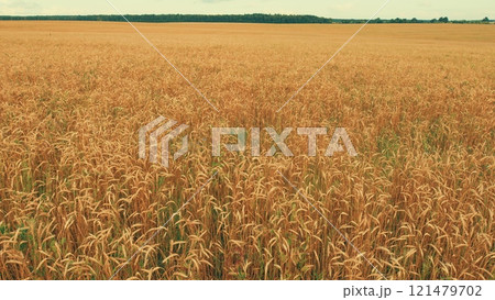 Cultivation And Harvesting Of Early Grain Crops. Yellow Ears With Ripe Wheat Grains Slowly Sway In Wind. Amazing Landscape. Cultivation And Harvesting Of Early Grain Crops. Yellow Ears With Ripe Wheat Grains Slowly Sway In Wind. Amazing Landscape. 121479702