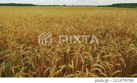 Ripe Wheat Ears - Prosperity And Wealth. Golden Wheat Ears Are Swaying By Wind. Growing Ripe Wheat In Agricultural Field At Summer Day. 121479708
