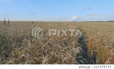 Ears Of Wheat Sway In Wind In Farm Field. Ears Are Waving Slightly. Agricultural Field In Summer Day. Golden Crop Ears Swaying From Gentle Wind. Ears Of Wheat Sway In Wind In Farm Field. Ears Are Waving Slightly. Agricultural Field In Summer Day. Golden Crop Ears Swaying From Gentle Wind. 121479733