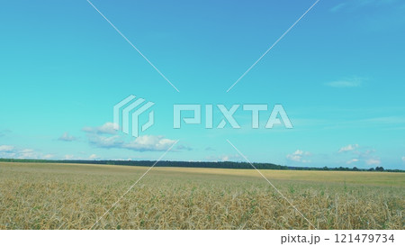 Cultivation And Harvesting Of Early Grain Crops. Yellow Ears With Ripe Wheat Grains Slowly Sway In Wind. Amazing Landscape. 121479734