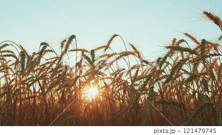 Golden Ears Of Wheat In A Field Against A Blue Sky With Clouds. Golden Ears Of Ripe Wheat Grains. Rural Landscape Of Wheat Field On Sunny Summer Day. 121479745