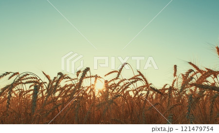 Pre-Harvest. Field Of Ripe Wheat Ready For Harvest Against A Blue Sky. Beautiful Ripe Wheat In Plain. Golden Ripe Wheat Field. Agricultural Background. 121479754