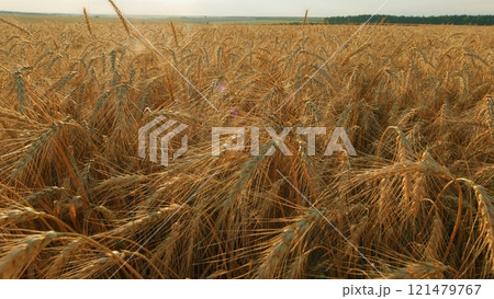 Huge Yellow Field Of Wheat In Idyllic Nature In Golden Rays Of Sunrise. Countryside Nature Summer Landscape With Amazing Sky. 121479767