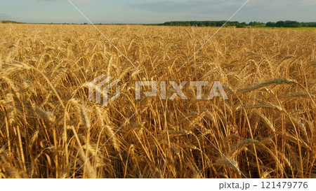 Ripe Wheat Ears Swaying In Wind In Agricultural Field. Showcasing Beauty And Tranquility Of Natural Landscape. Golden Wheat Field Over Blue Sky At Summer Day. Ripe Wheat Ears Swaying In Wind In Agricultural Field. Showcasing Beauty And Tranquility Of Natural Landscape. Golden Wheat Field Over Blue Sky At Summer Day. 121479776